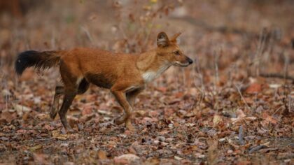 В Чистоозерном районе Новосибирской области обнаружили бешенство