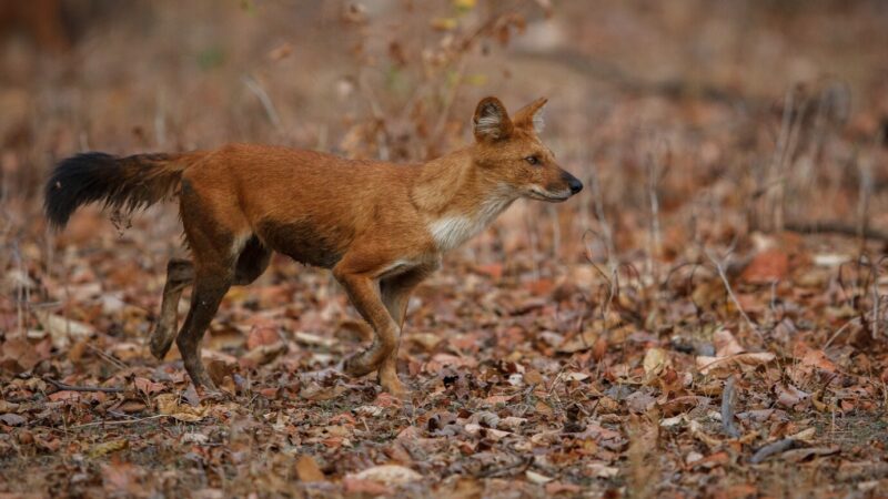 В Чистоозерном районе Новосибирской области обнаружили бешенство