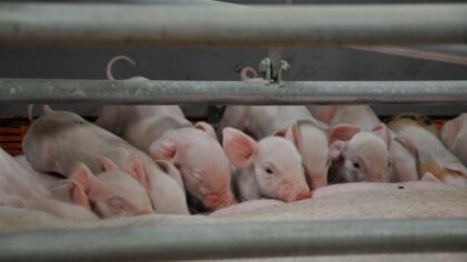 Новосибирский свинокомплекс устранил вонь по решению суда