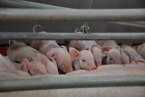 Новосибирский свинокомплекс устранил вонь по решению суда