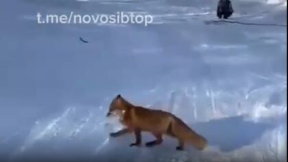 В Новосибирске лиса украла у рыбаков рыбу размером больше себя