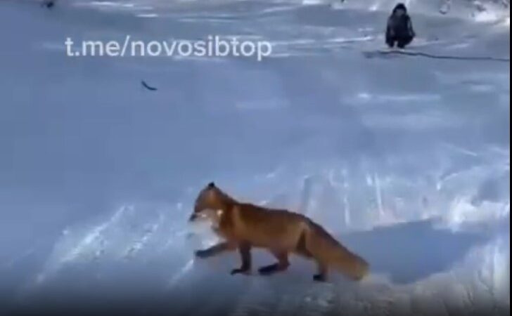 В Новосибирске лиса украла у рыбаков рыбу размером больше себя