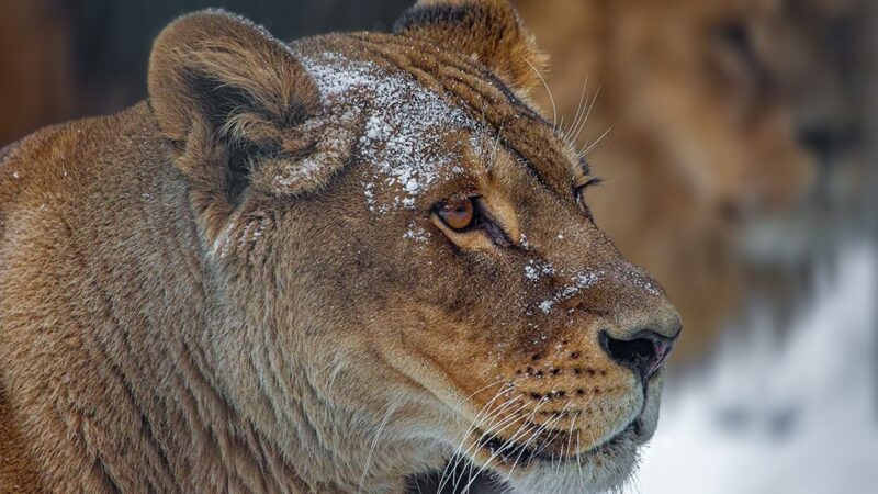 Полмиллиона человек бесплатно посетили Новосибирский зоопарк