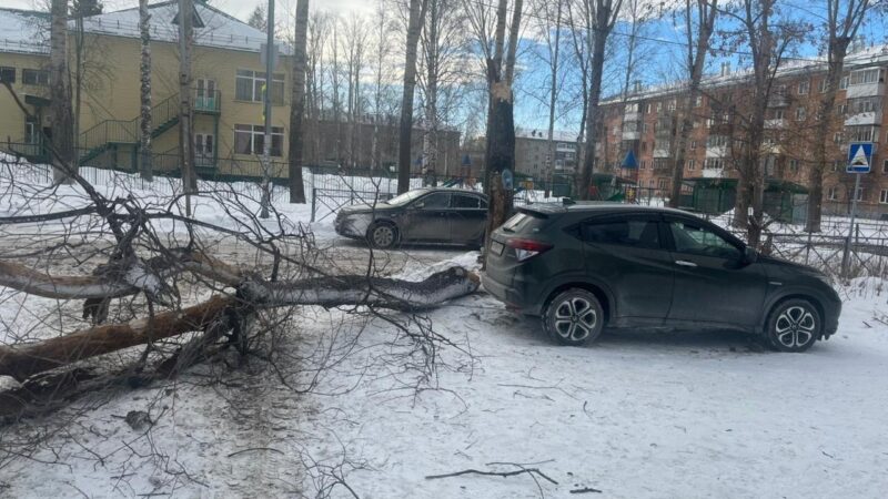 В Новосибирске во время урагана дерево упало на ребенка