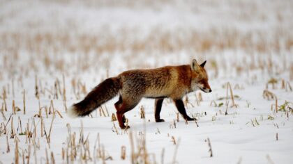 Рядом с новосибирским заказником «Кирзинский» обнаружен очаг бешенства