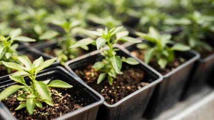 Агроном запретил новосибирцам сажать рассаду в январе