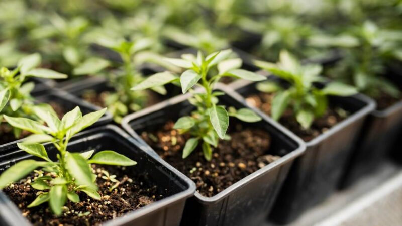 Агроном запретил новосибирцам сажать рассаду в январе