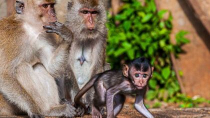 Новосибирский ученый оценил опасность оспы обезьян для людей