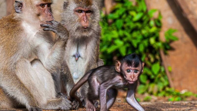 Новосибирский ученый оценил опасность оспы обезьян для людей