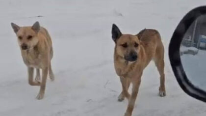 Стали известны подробности нападения собак на женщину под Новосибирском