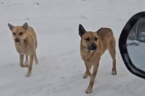 Стали известны подробности нападения собак на женщину под Новосибирском