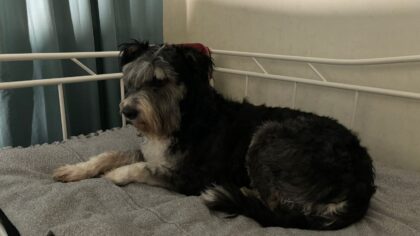 Сибирячка борется с новосибирскими зоозащитниками за пса Митю