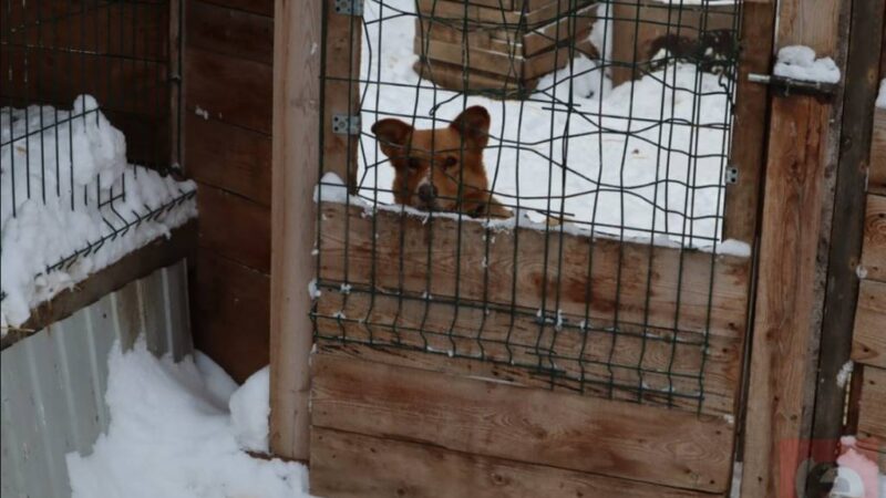Мэрия Новосибирска планирует построить приют для собак на Хилке