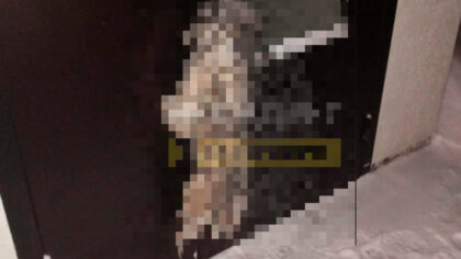 В Новосибирской области неизвестные забили собаку