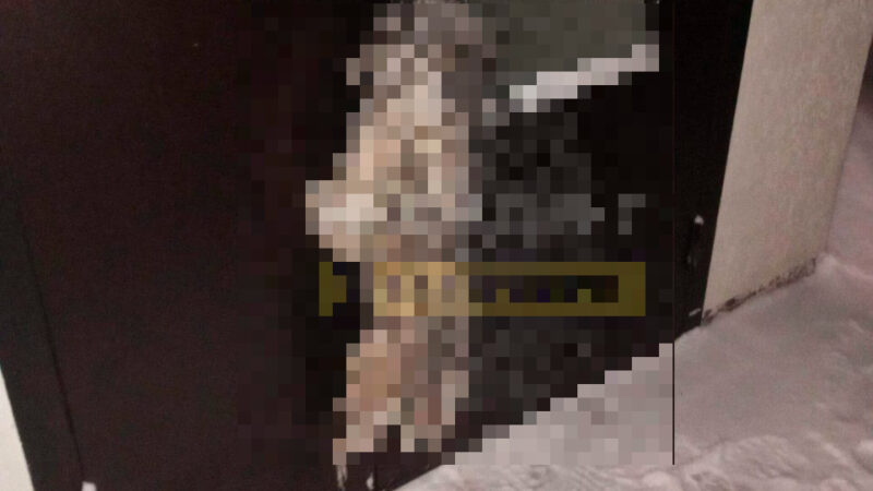 В Новосибирской области неизвестные забили собаку