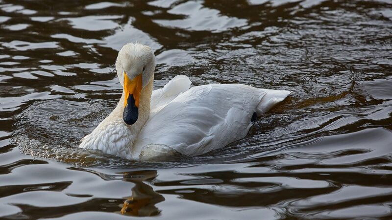 В Новосибирском парке незаконно содержали краснокнижного лебедя