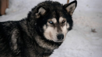 Стая собак загрызла женщину  под Новосибирском