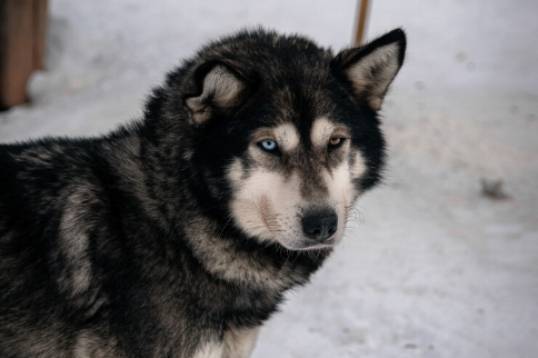 Стая собак загрызла женщину  под Новосибирском