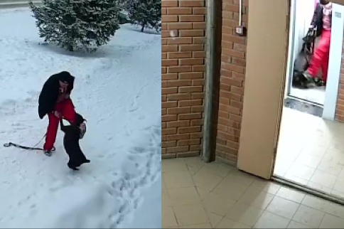 Новосибирца обвинили в регулярном истязании добермана