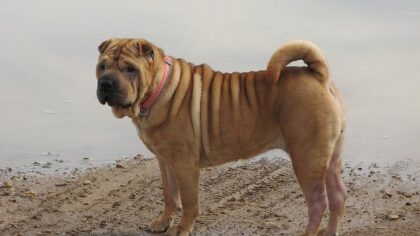 В Новосибирске хозяйку шарпея накажут за нападение ее собаки на ребенка