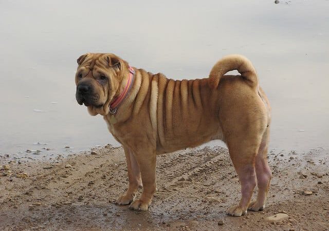 В Новосибирске хозяйку шарпея накажут за нападение ее собаки на ребенка
