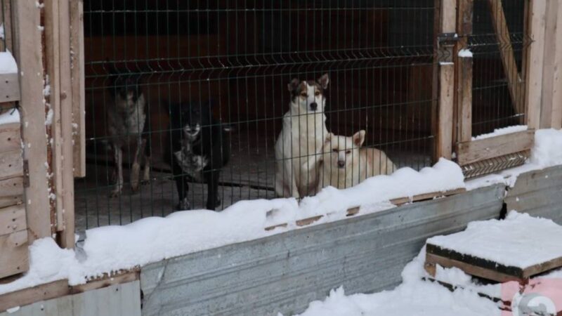 В Новосибирске жители Хилка протестуют против строительства приюта для собак