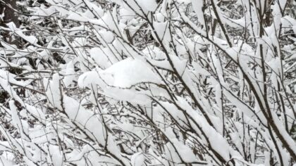 Оттепель придет в Новосибирск на следующей неделе