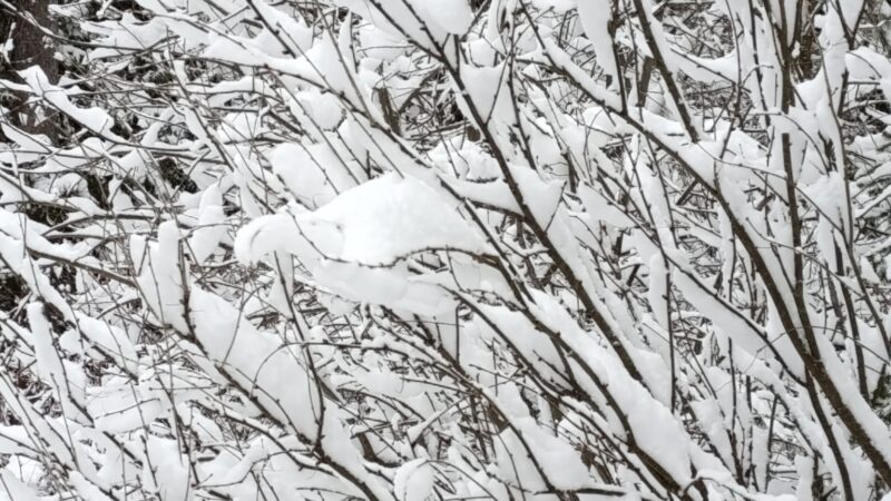 Оттепель придет в Новосибирск на следующей неделе