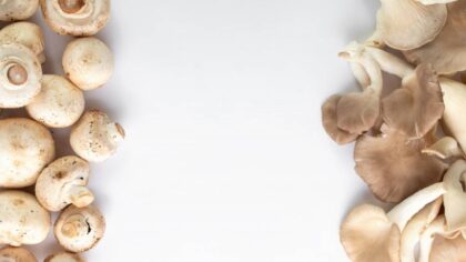 Новосибирские ученые создали лекарство против ВИЧ на основе грибов