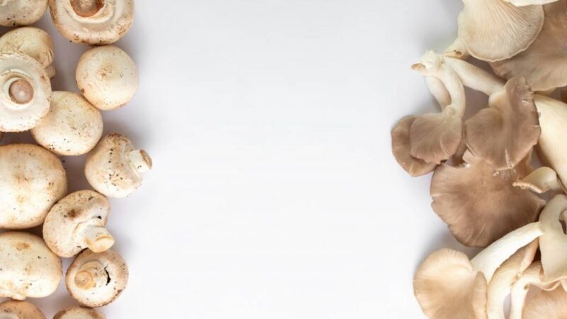 Новосибирские ученые создали лекарство против ВИЧ на основе грибов