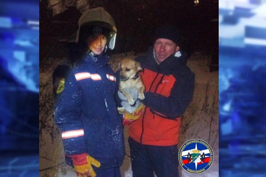 Новосибирские спасатели вытащили упавшую в коллектор собаку