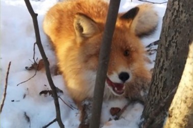 В парке под Новосибирском неизвестные поймали в капкан лису