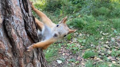 В Новосибирском дендропарке исчезают белки