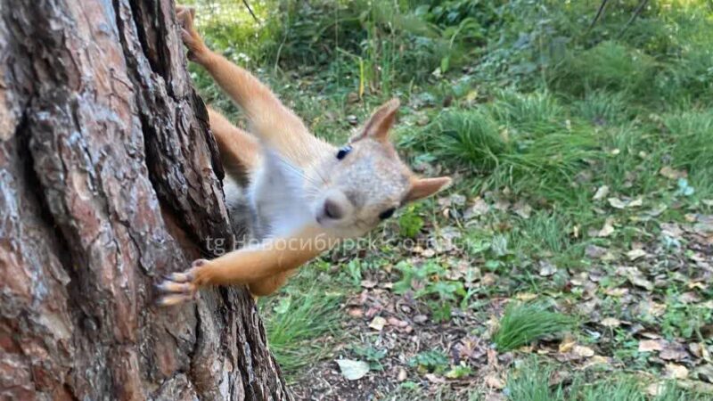 В Новосибирском дендропарке исчезают белки