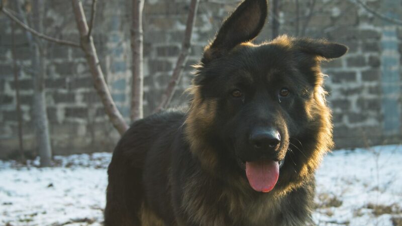 Собака помешала «Боингу» из Новосибирска приземлиться в Москве